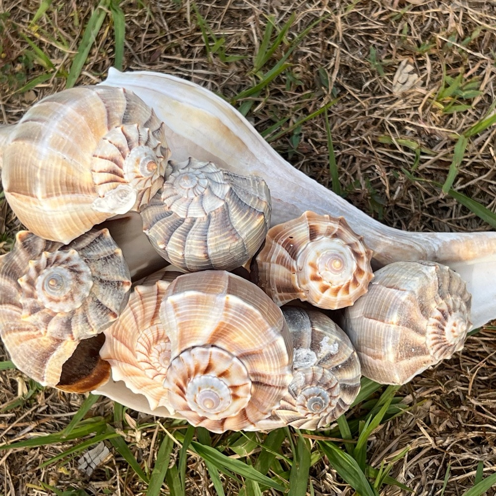 Natural Seashell Collection, set of 5 Florida lightning whelk shells 3”-12” - Picture 5 of 7